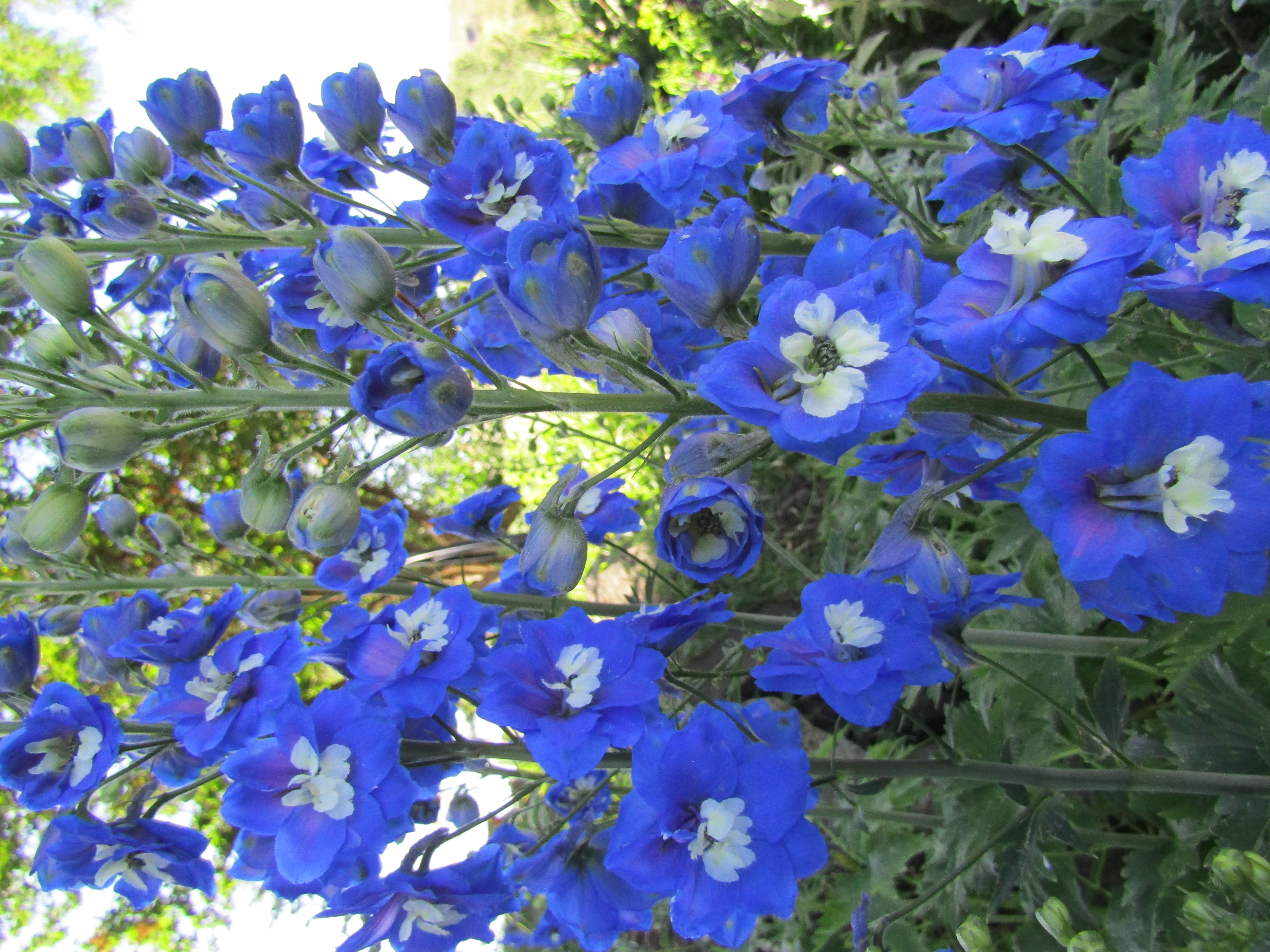 bluish delphinium flower