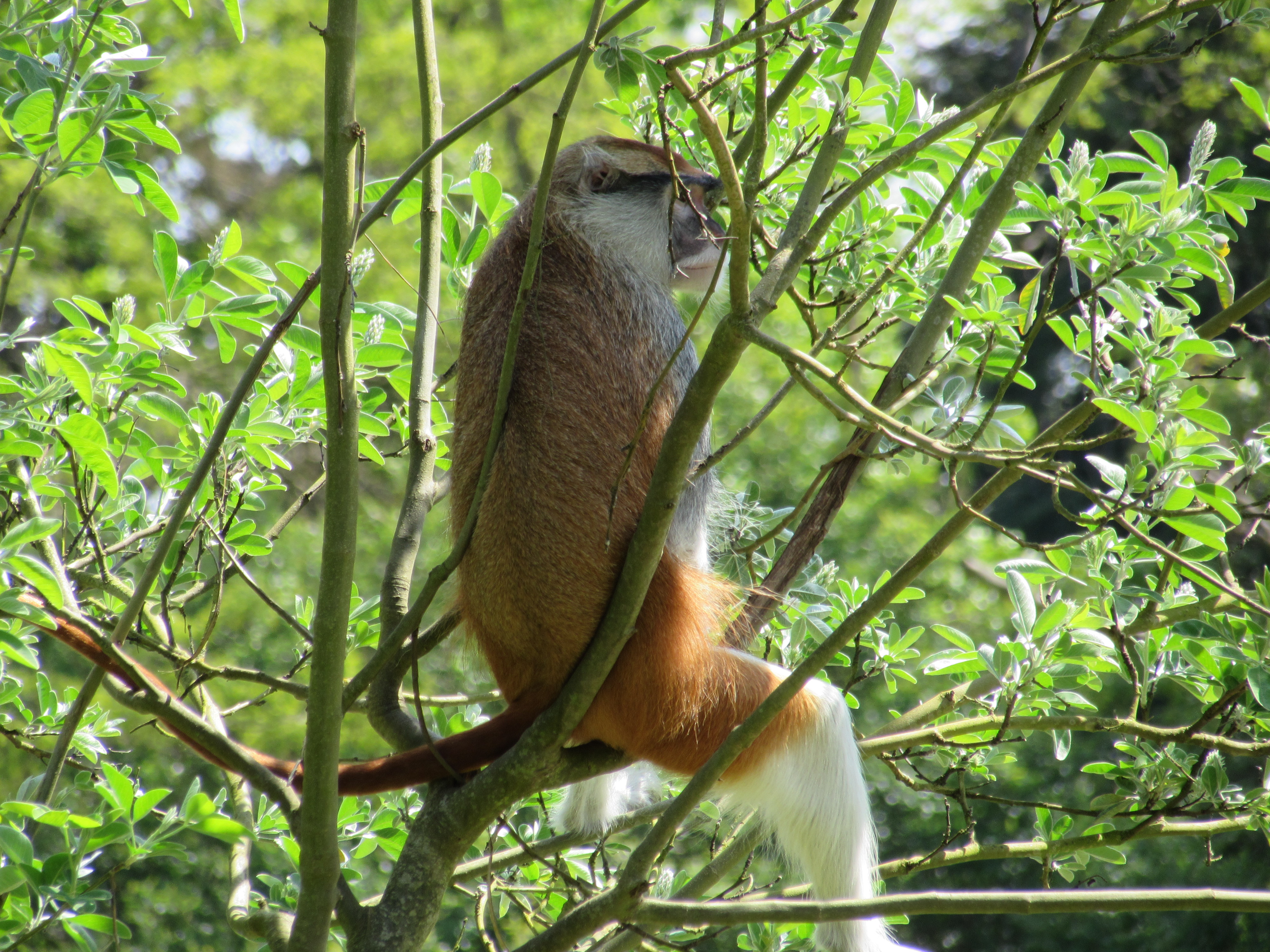 animal monkey facing right