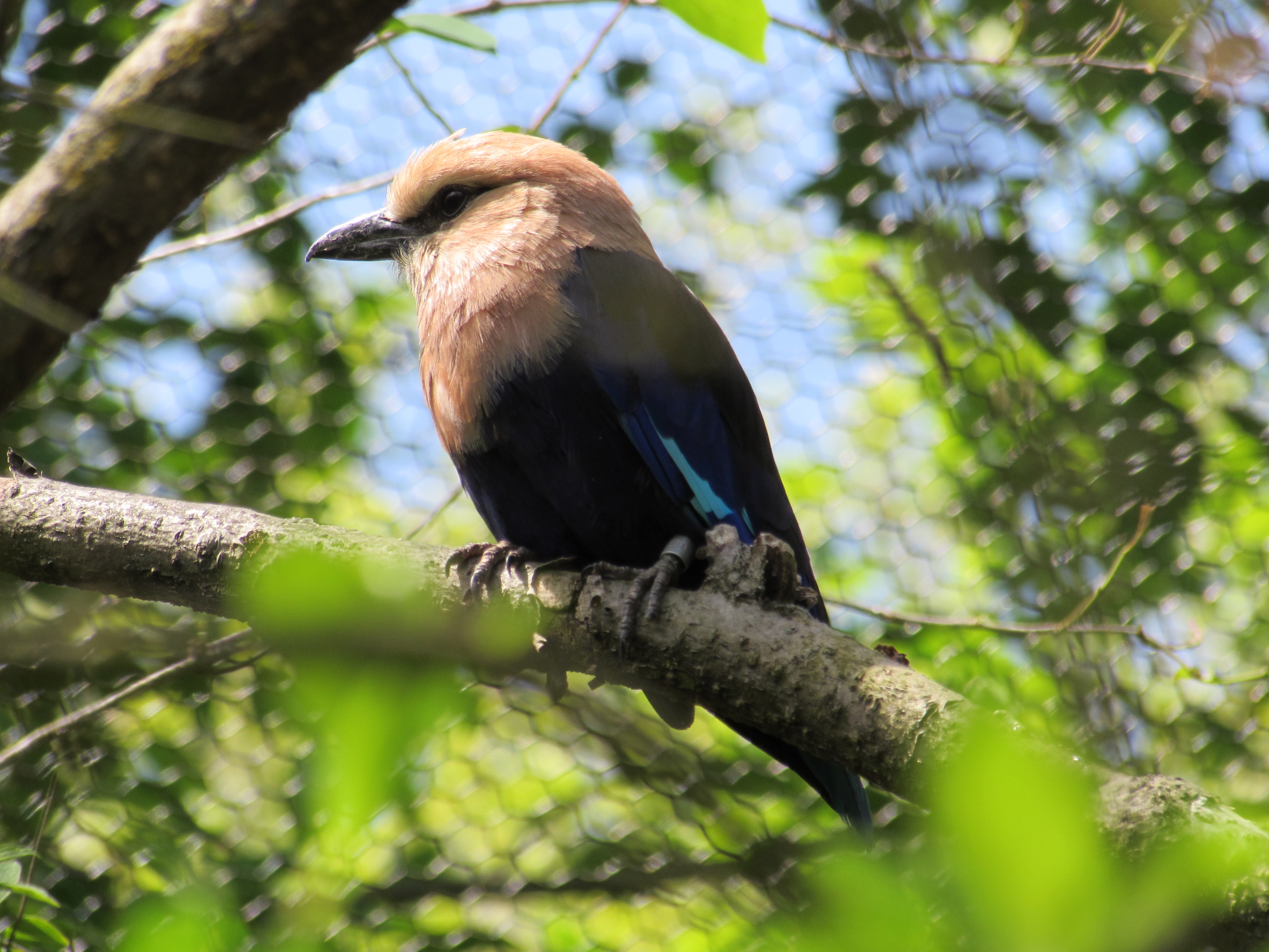 tan bird on branch looking left with background blurred