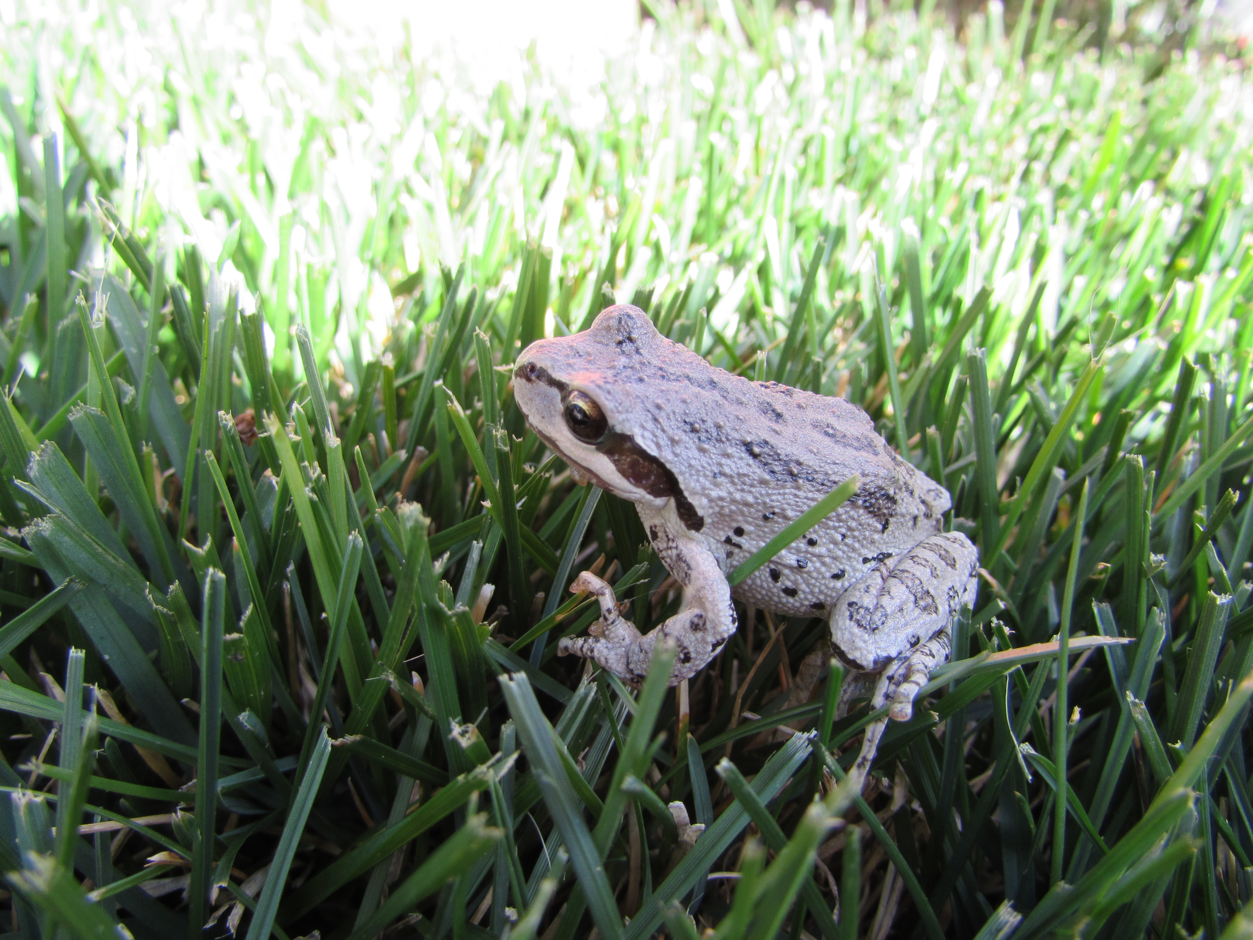 worty little frog sitting on green lawn grass looking left