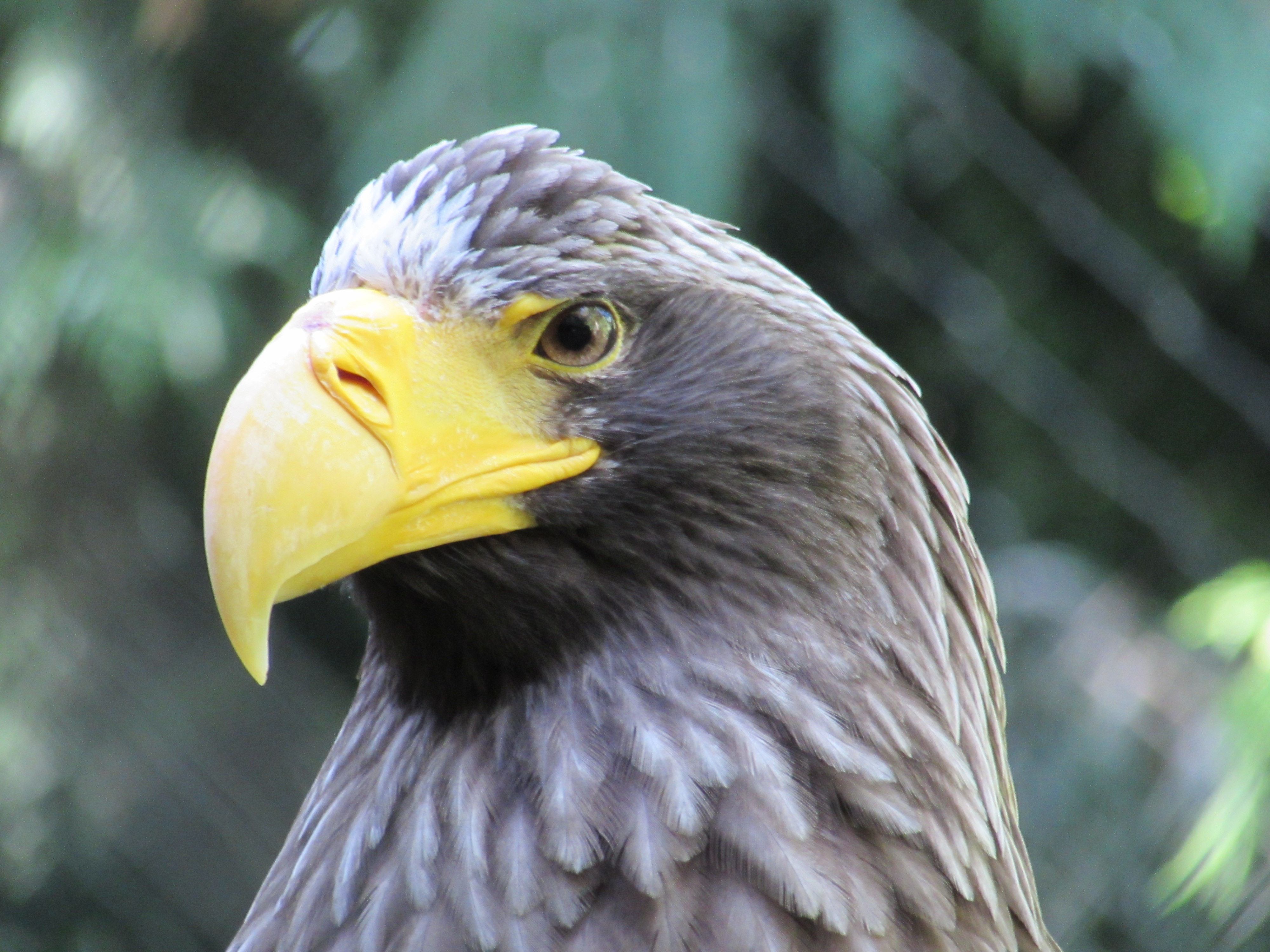 eagle brown with gold color beak looking left with stern look