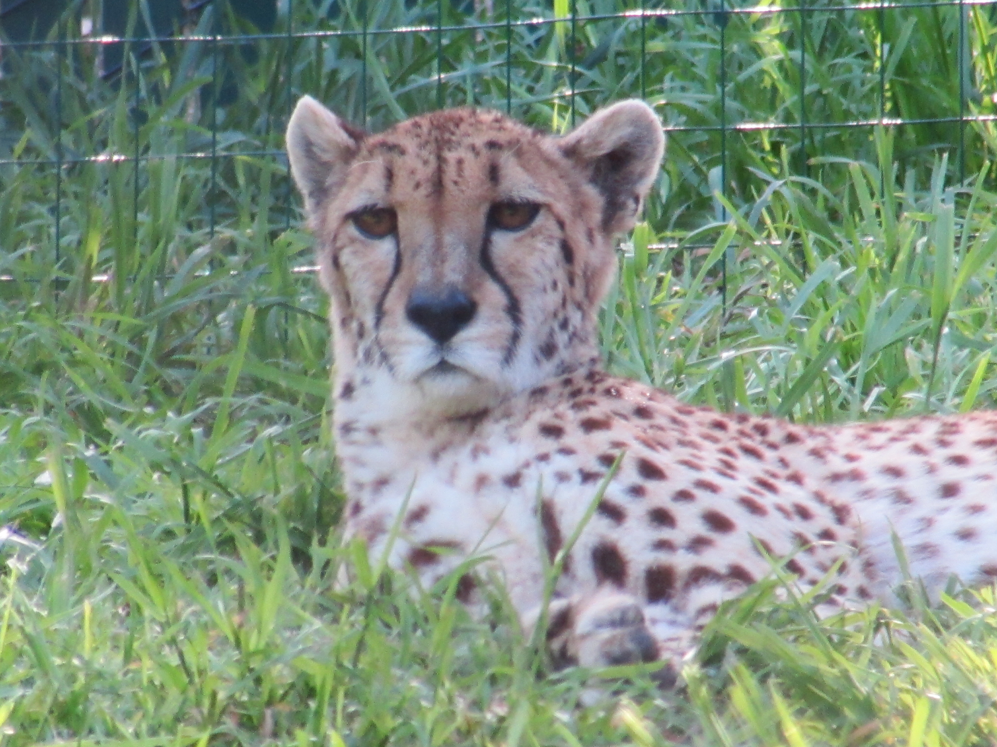 leopard laying down in grass calmly looking straight at you.>
  <div class=