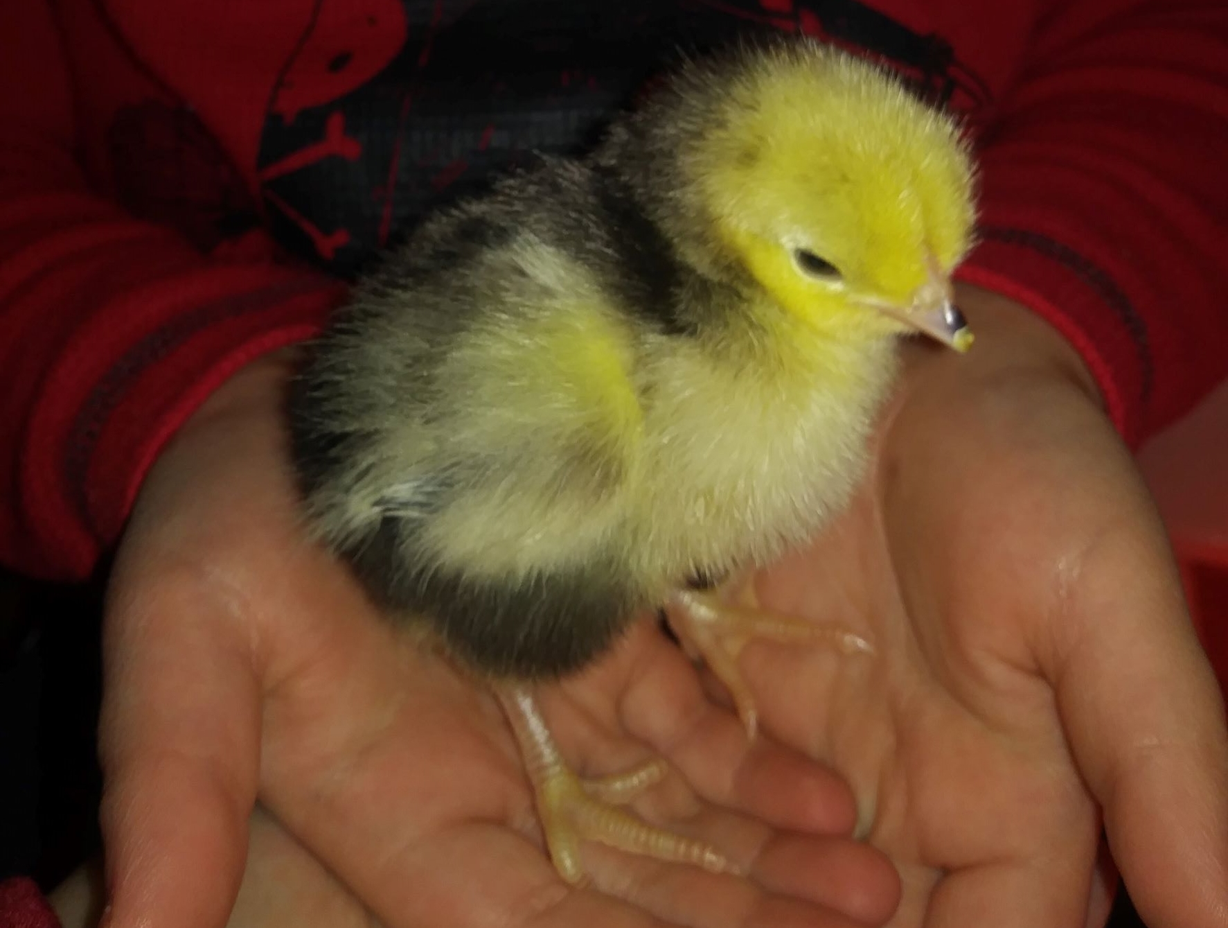 little chick in hands of a child