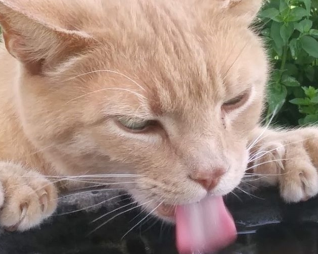 cat with 10 toes tounge licking from bird bath