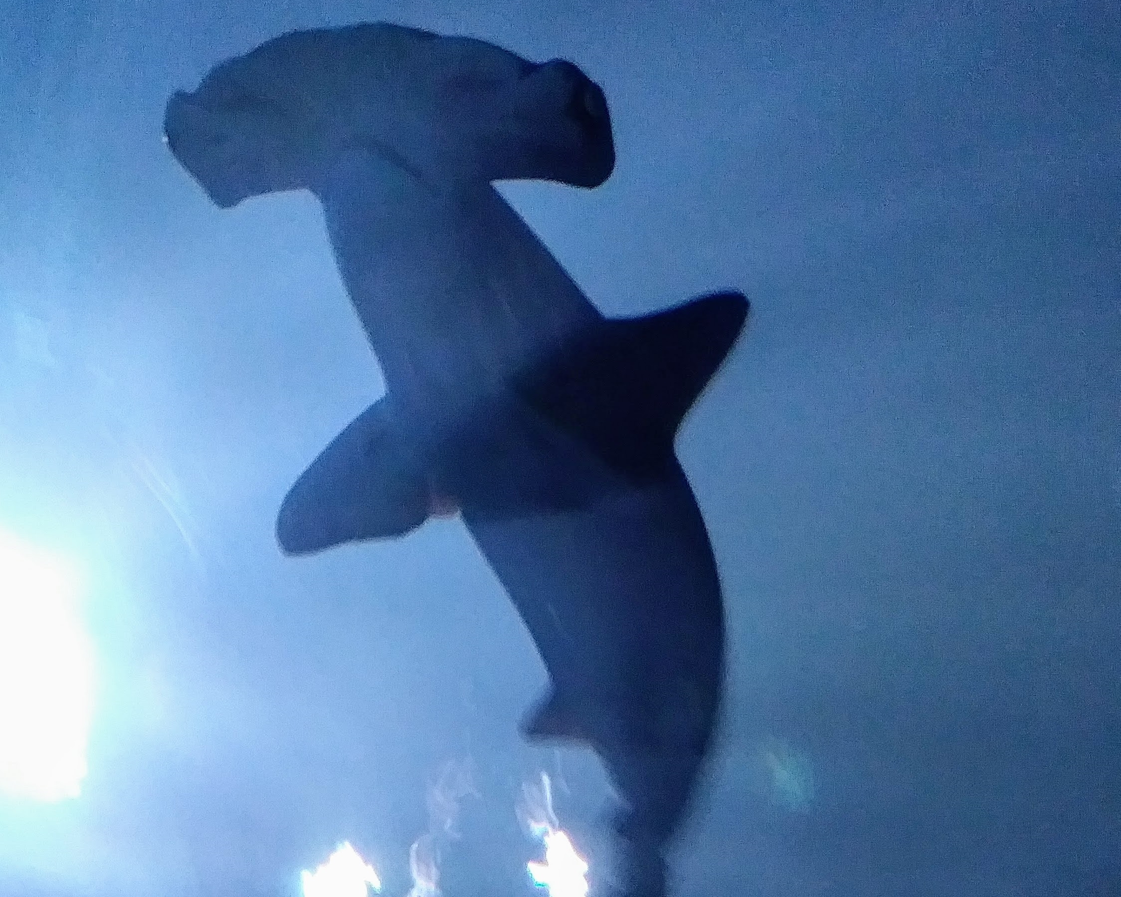 Hammer head shark looking as if you are below it with dark blue background