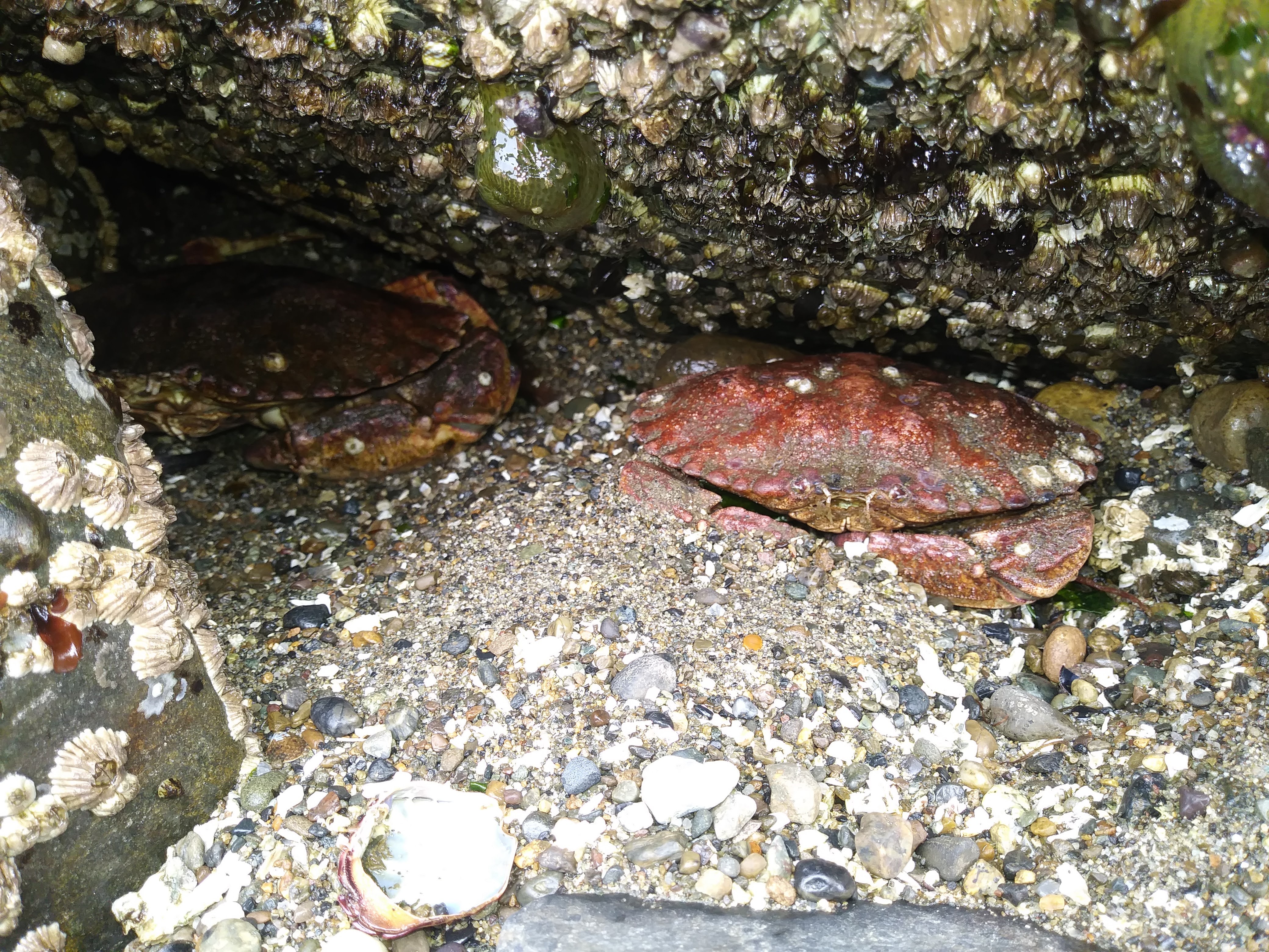 two crabs hidding under crevace of rocks dark camoflauge 