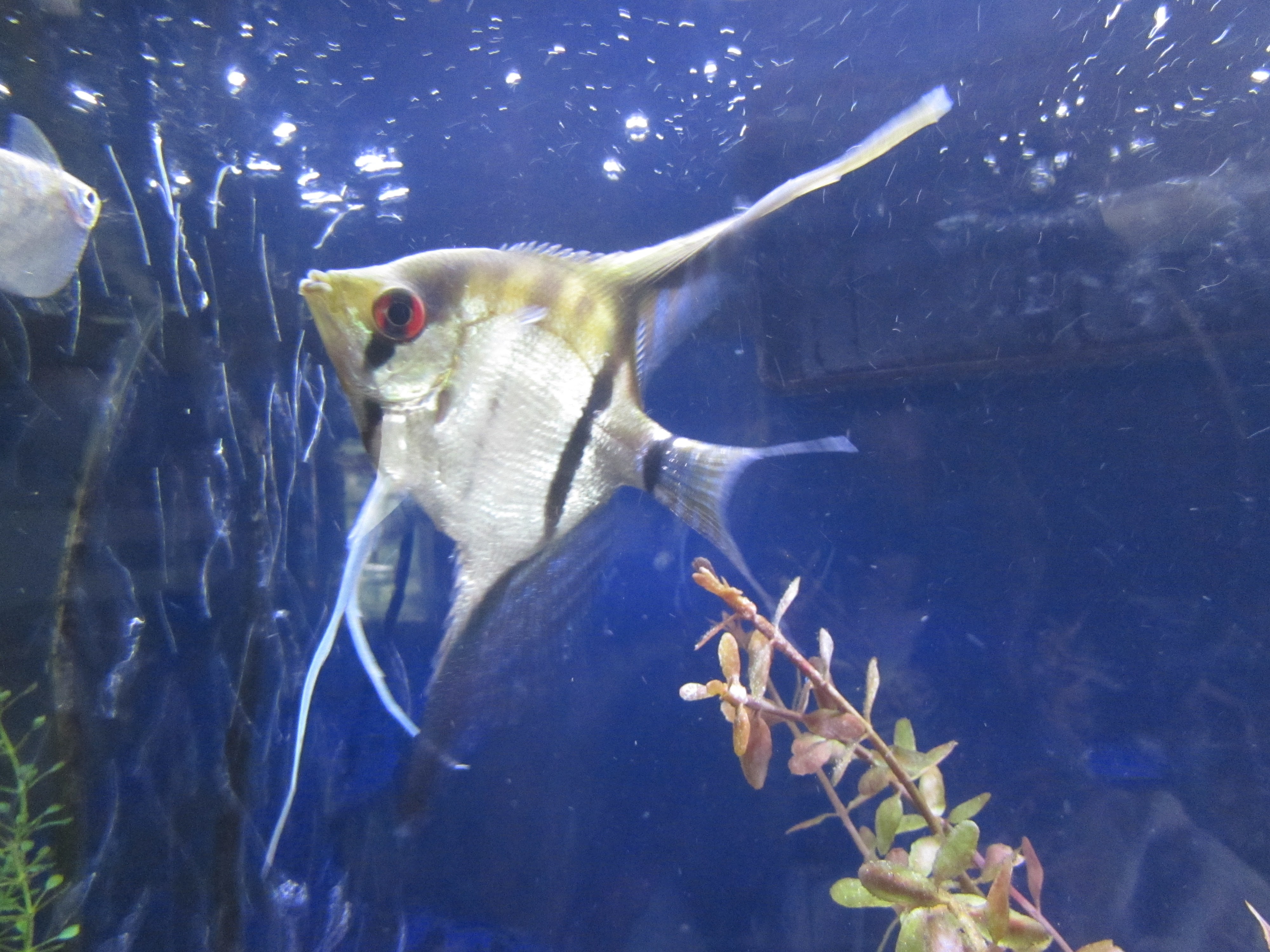 Angel fish swimming to left crystal blue water where see light coming through