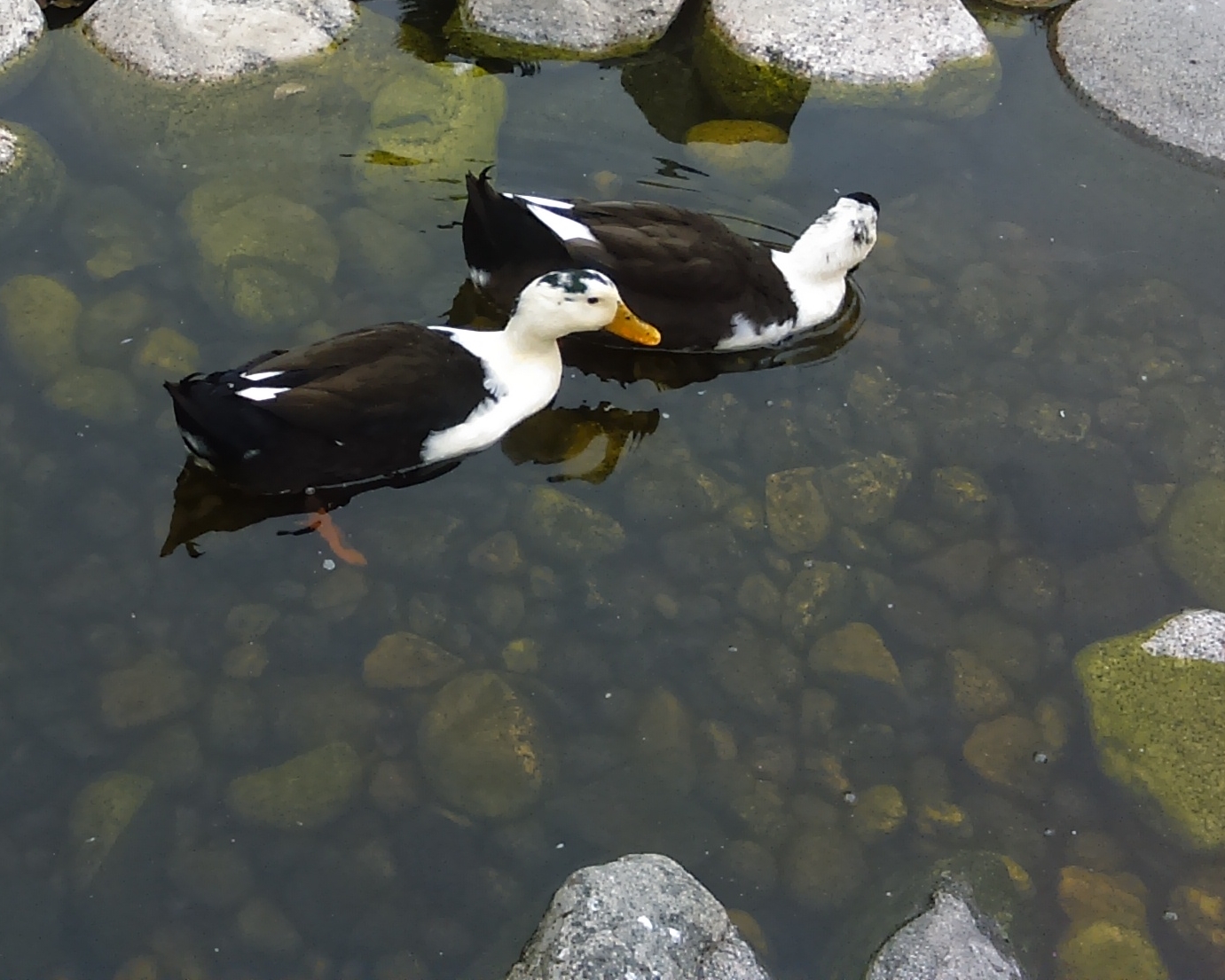 two ducks in shallow river rock stream