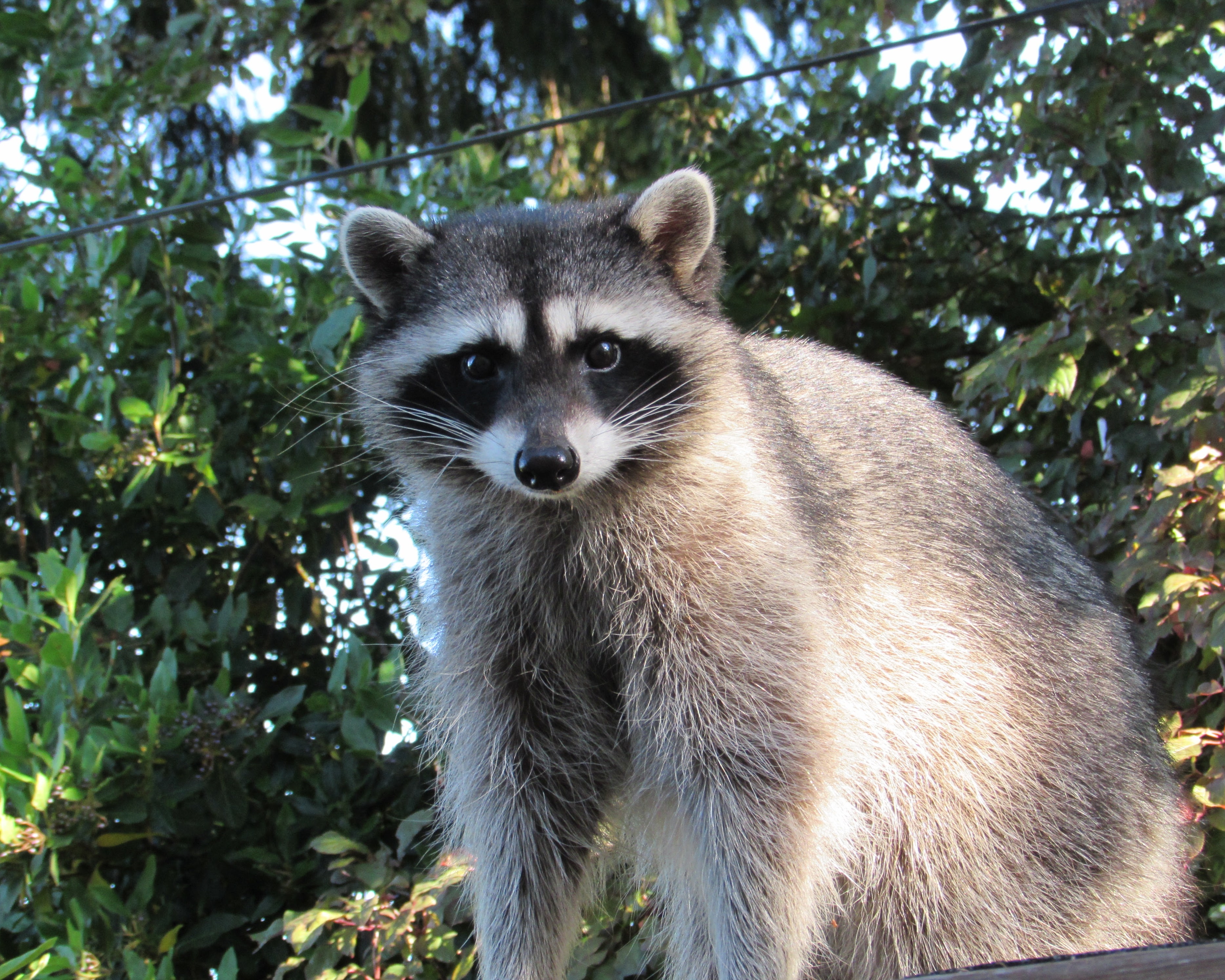 racoon looking straight at you with startled look