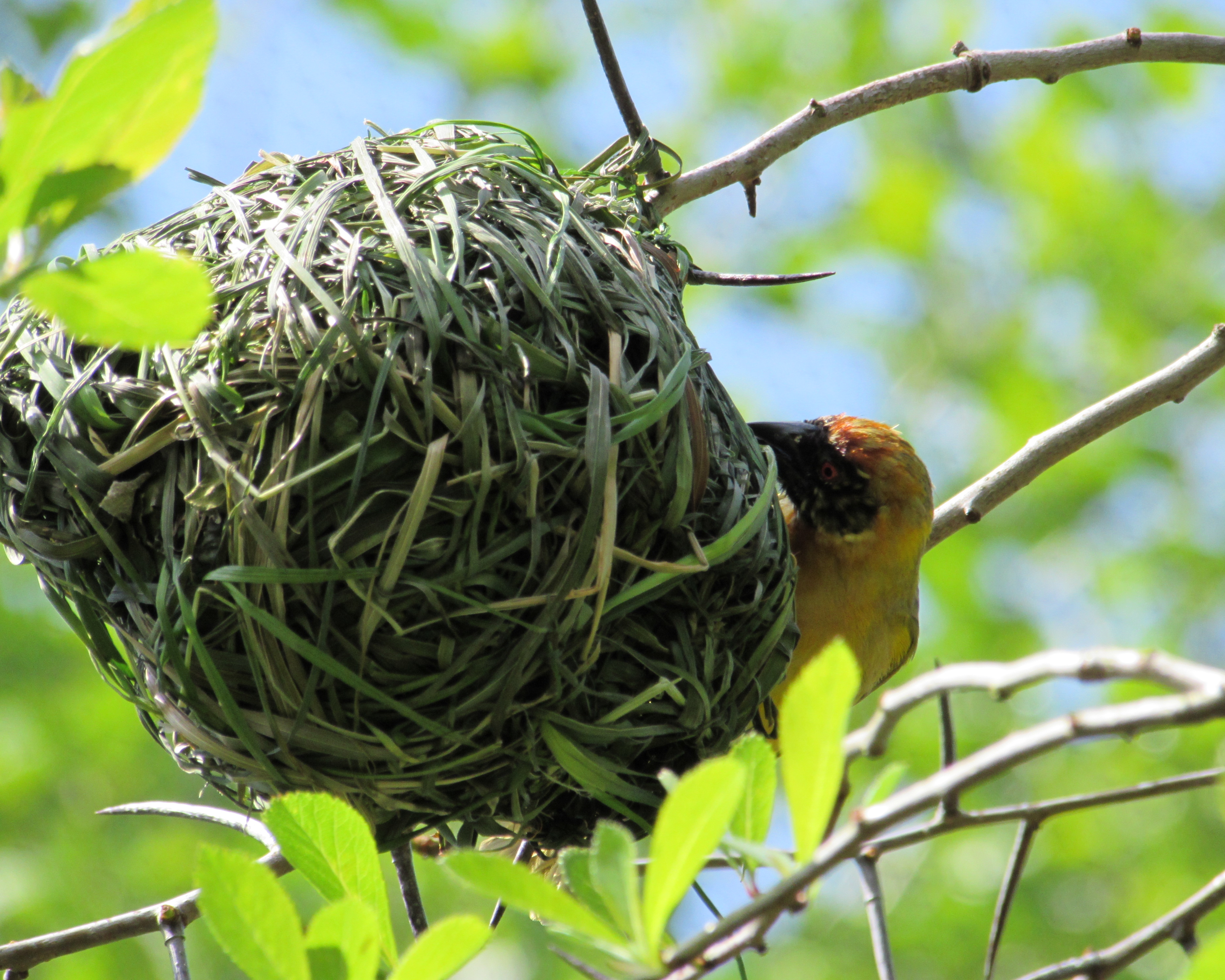 bird upside down going into nest