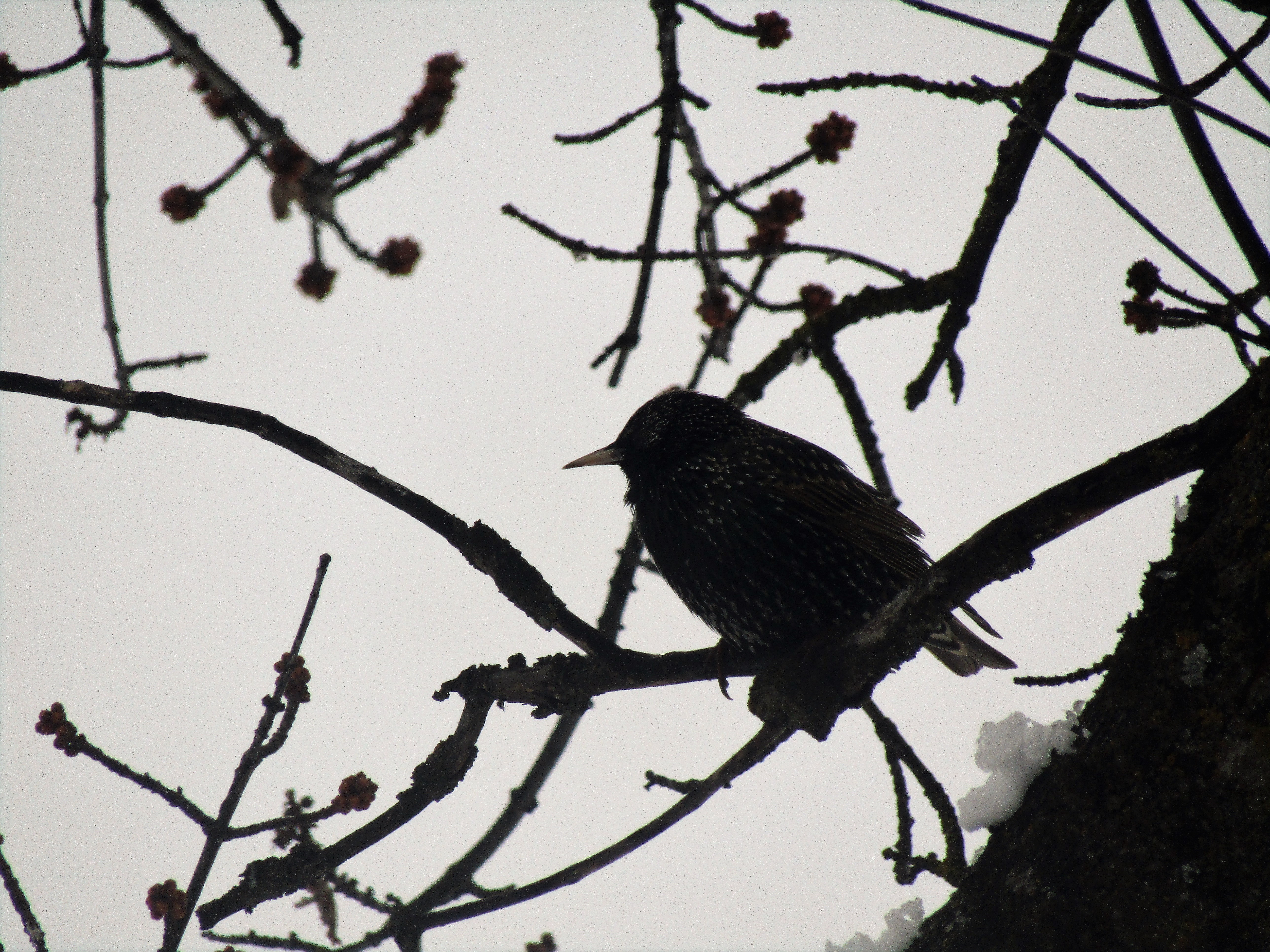 bird siloutte looking left in tree branches