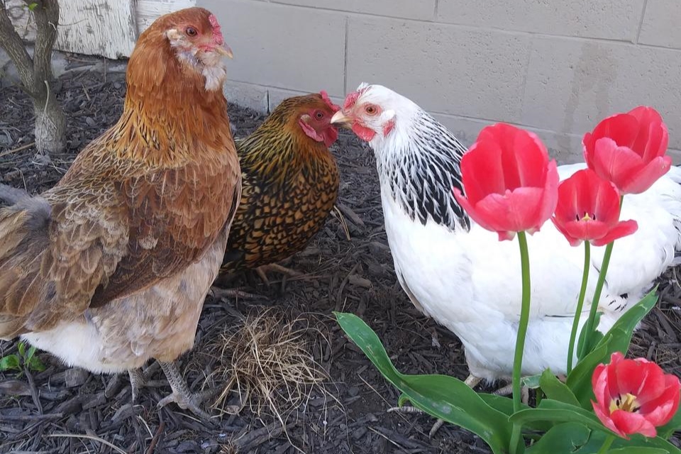 three chickens one red one white with red tulips