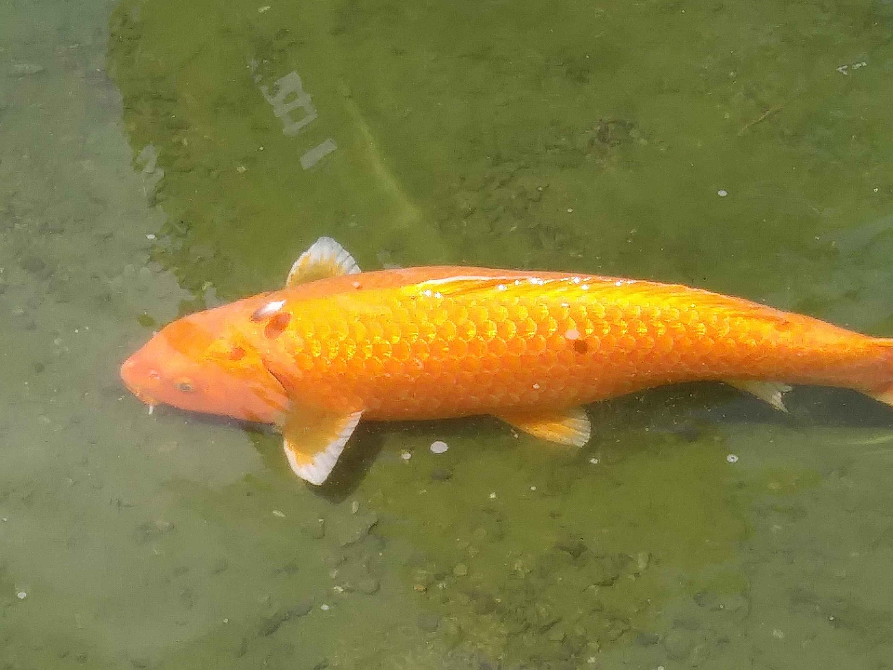 goldfish looking straight down on it