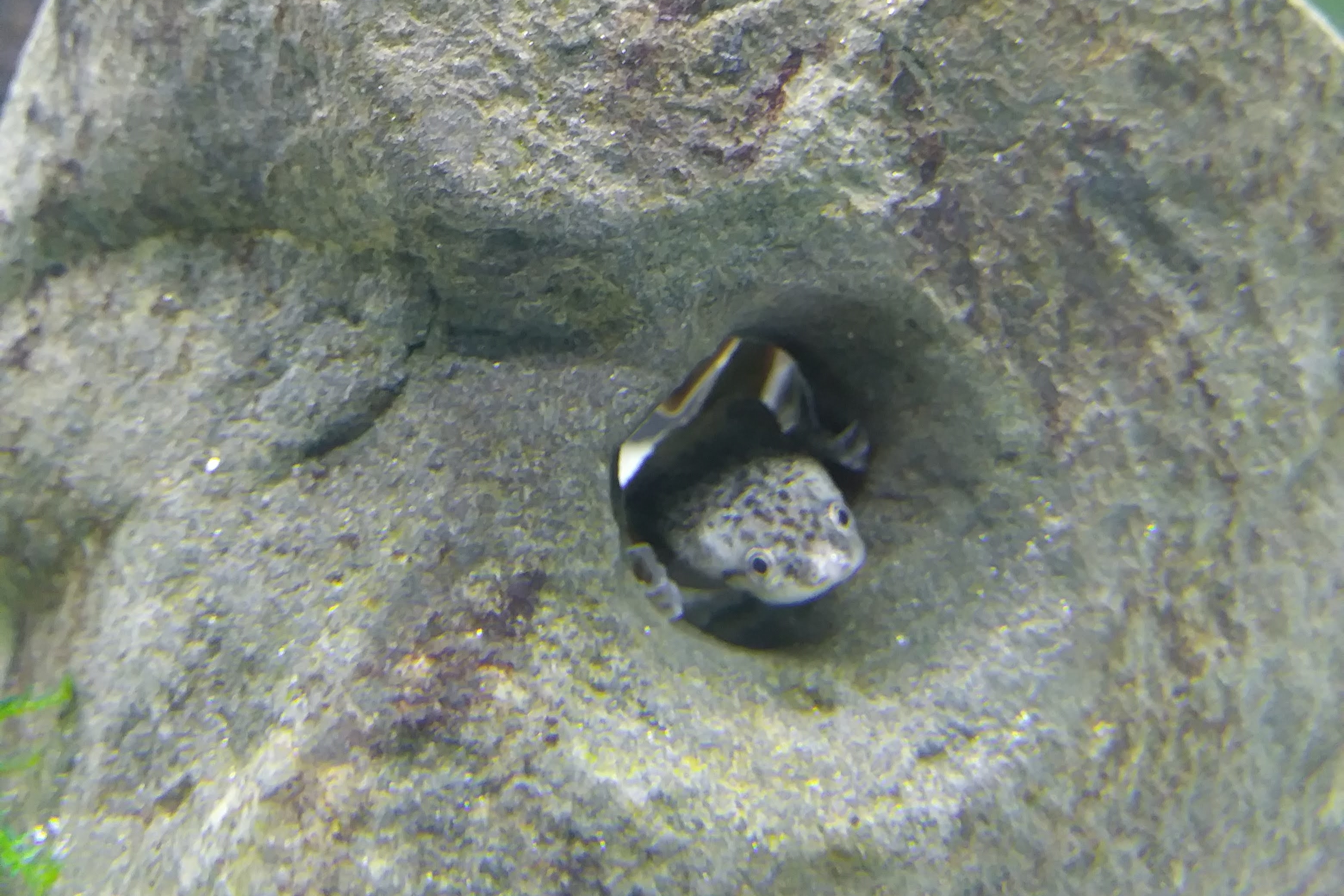 lizard poking head out of rock hole