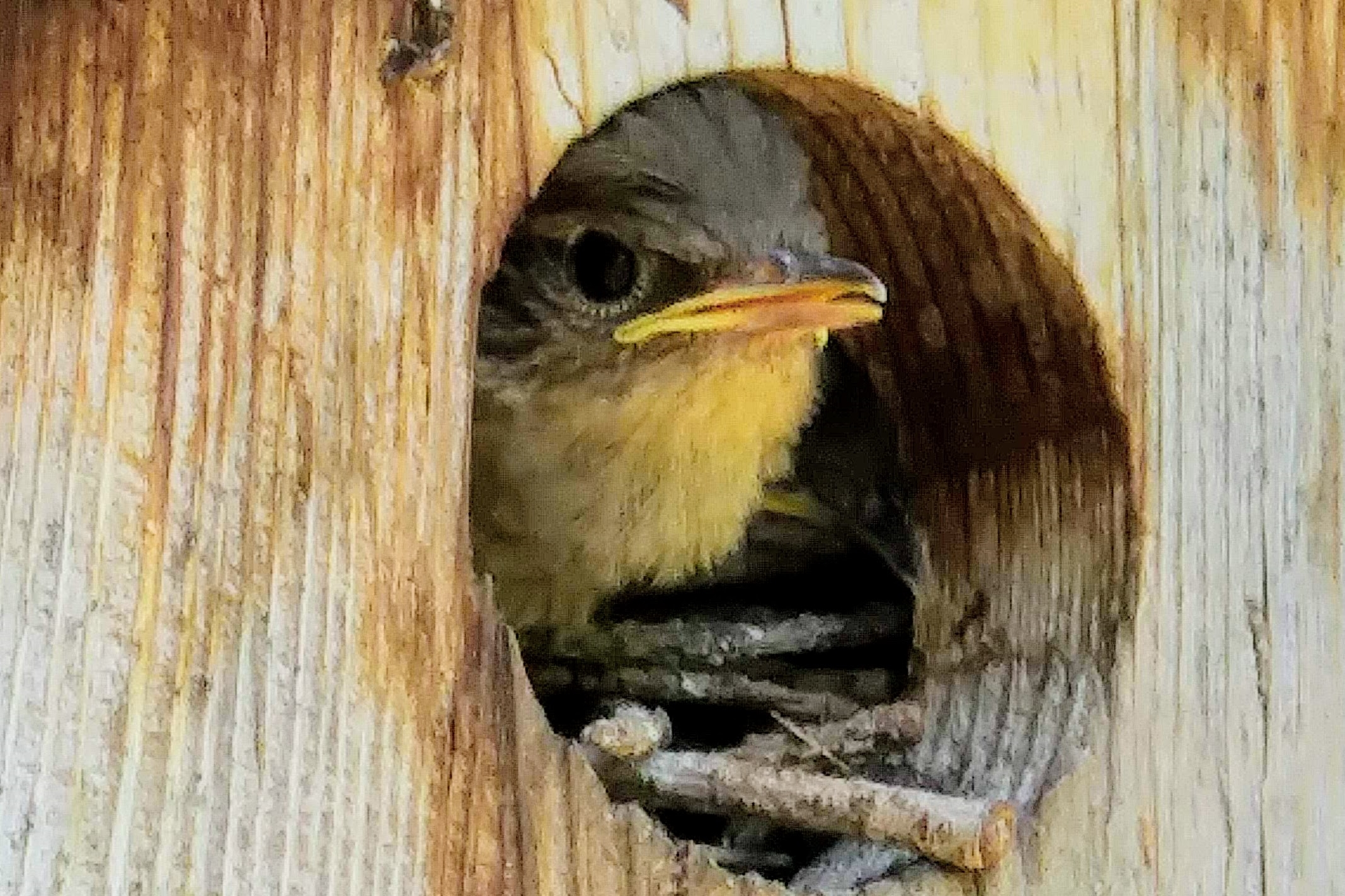 bird looking out of birdhouse