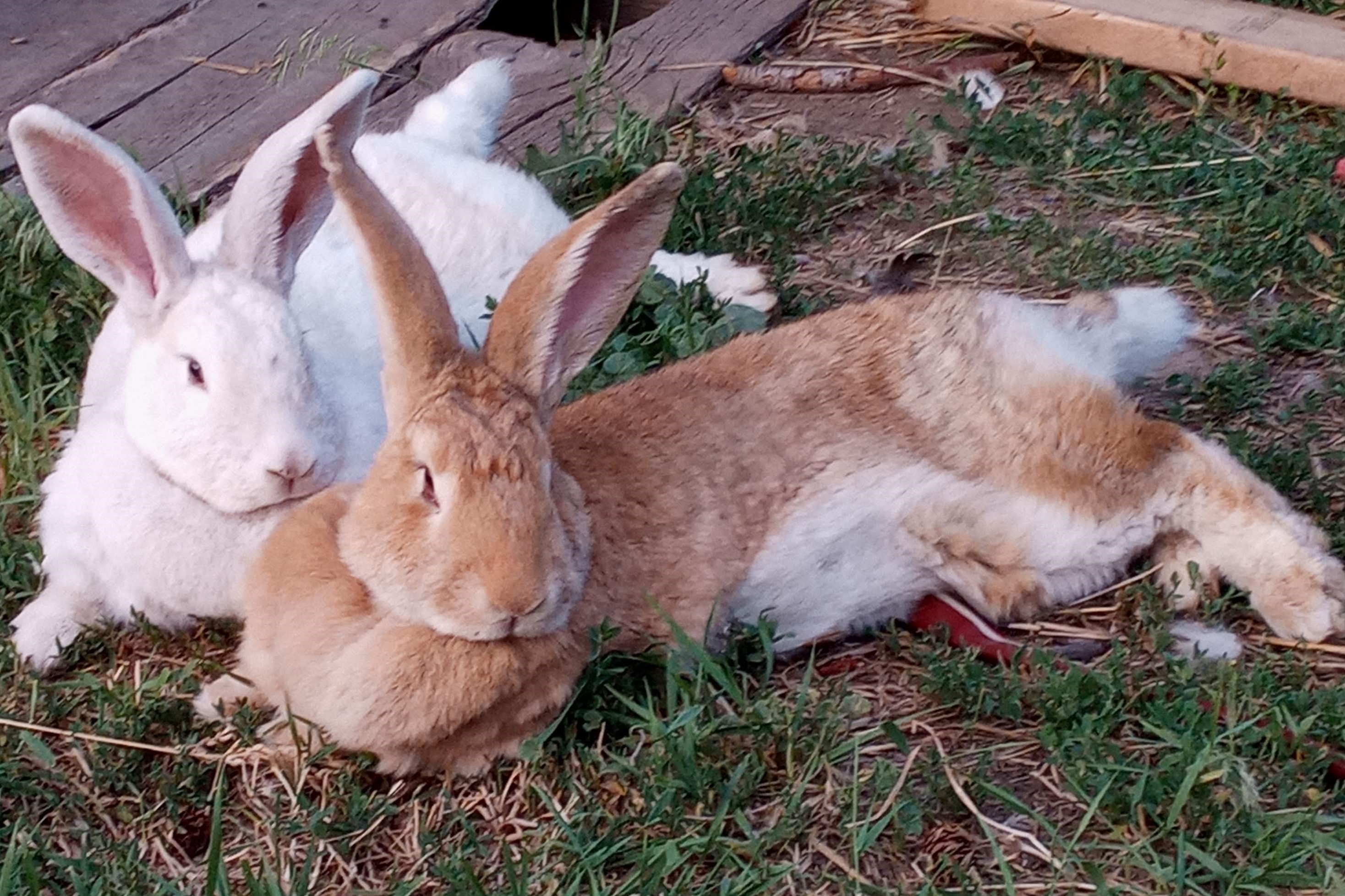 two rabbits large laying down