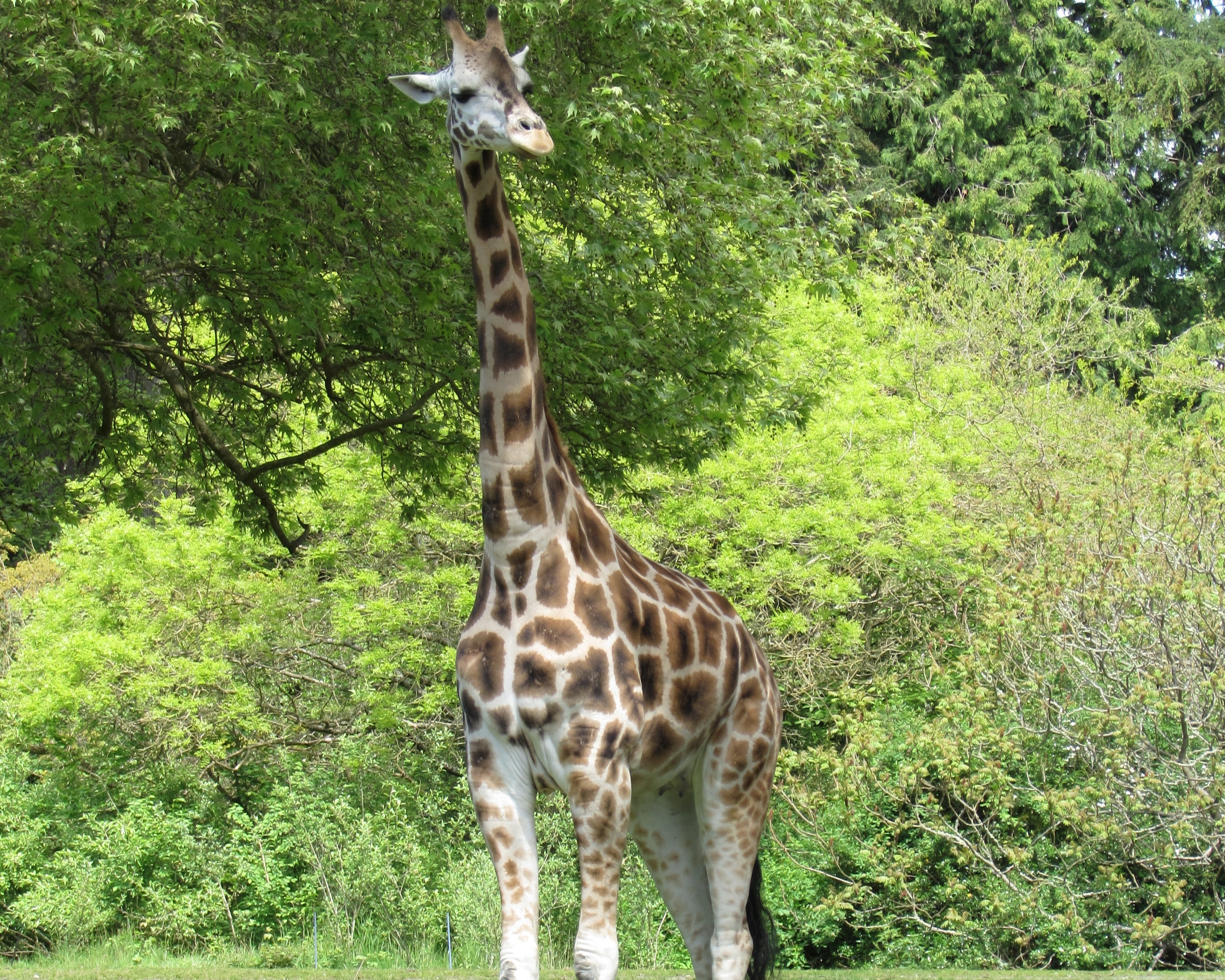 giraffe standing infront of forest