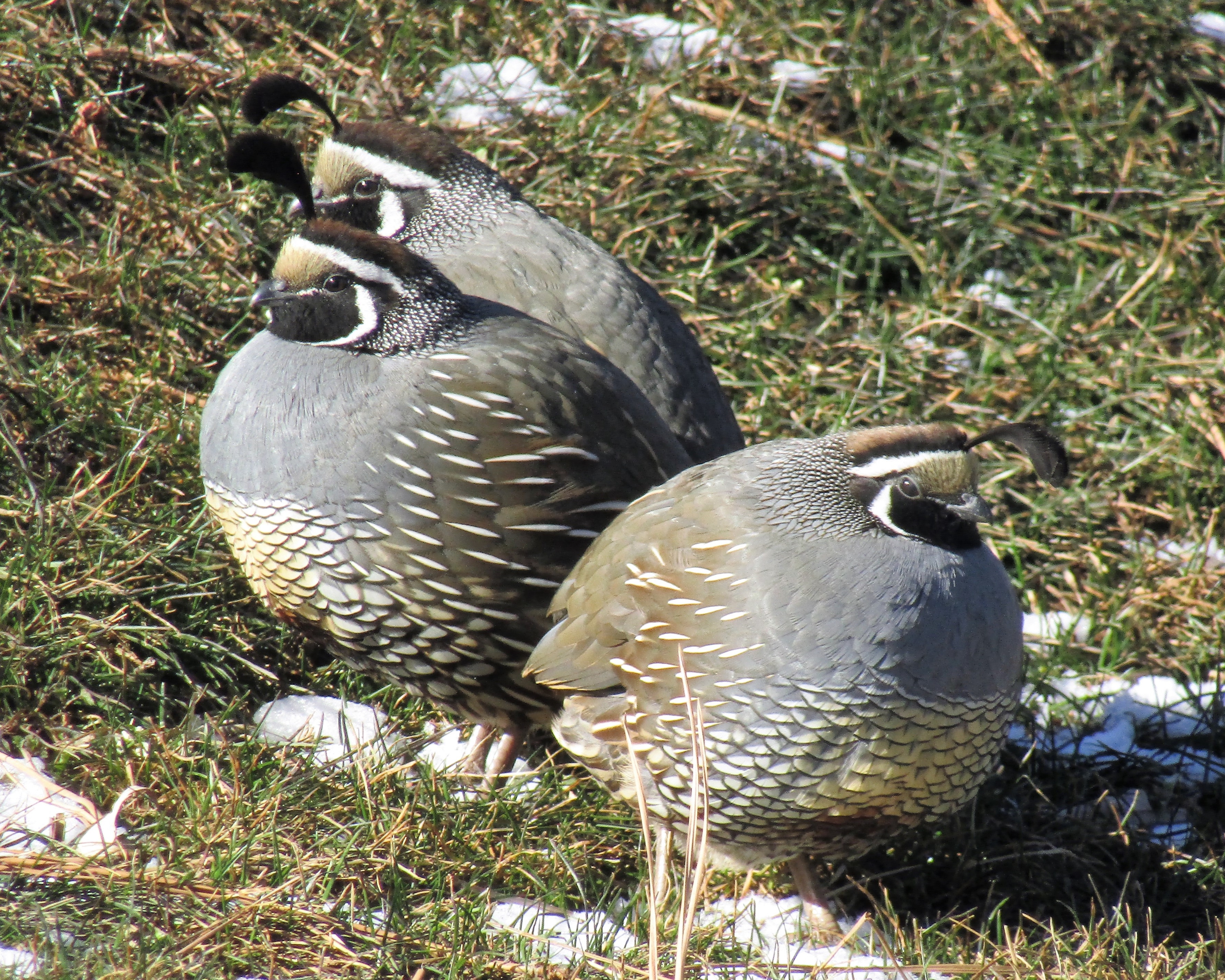 3 quail on grass with light snow around