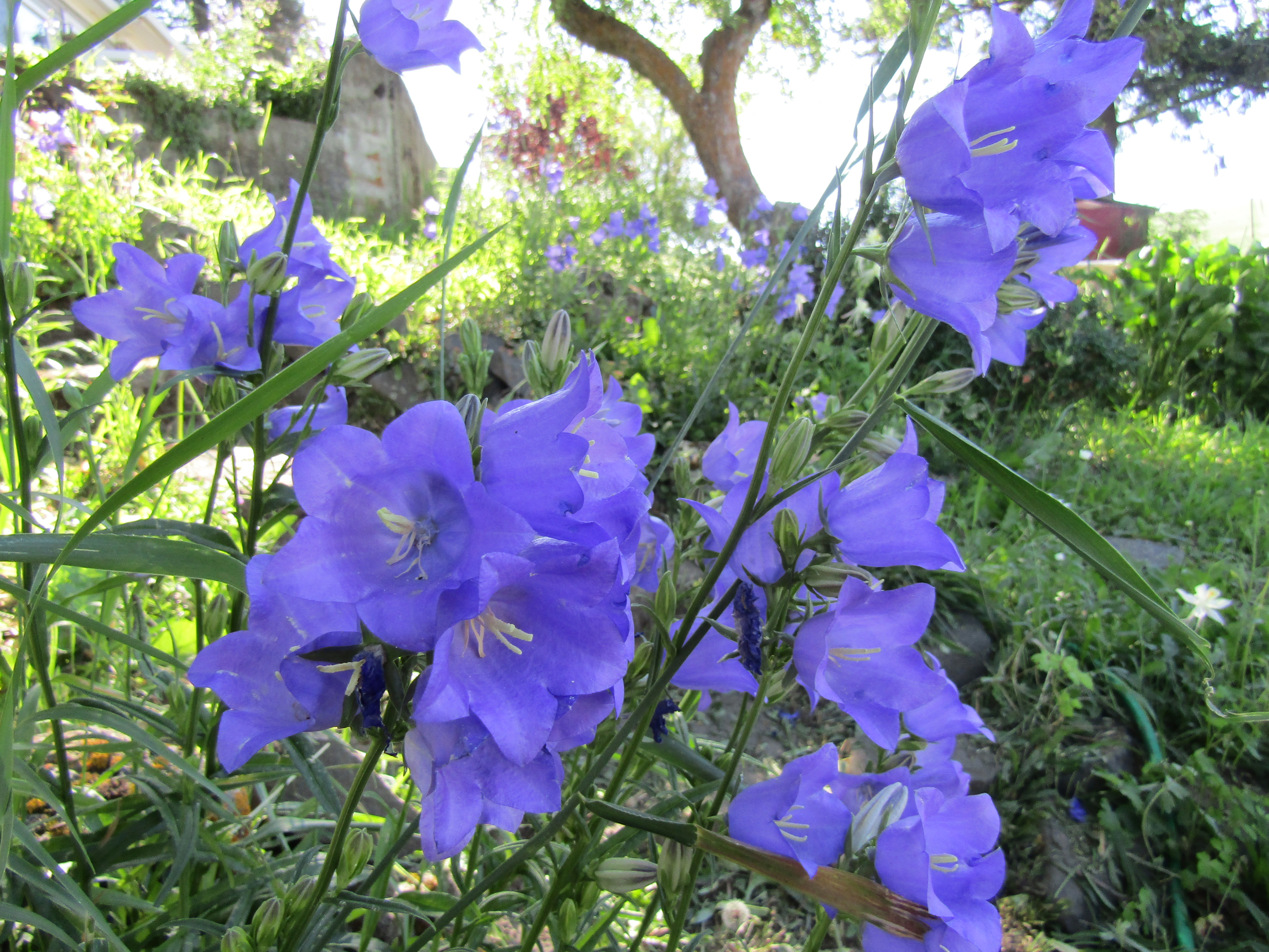 light purple bell flower center image with grassy surrounding sun peeking through trees top of page