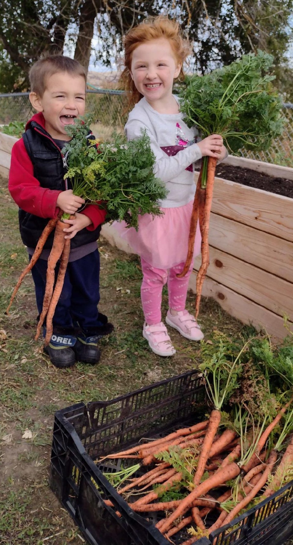 real photo of two children holding really long carrots about 2' long