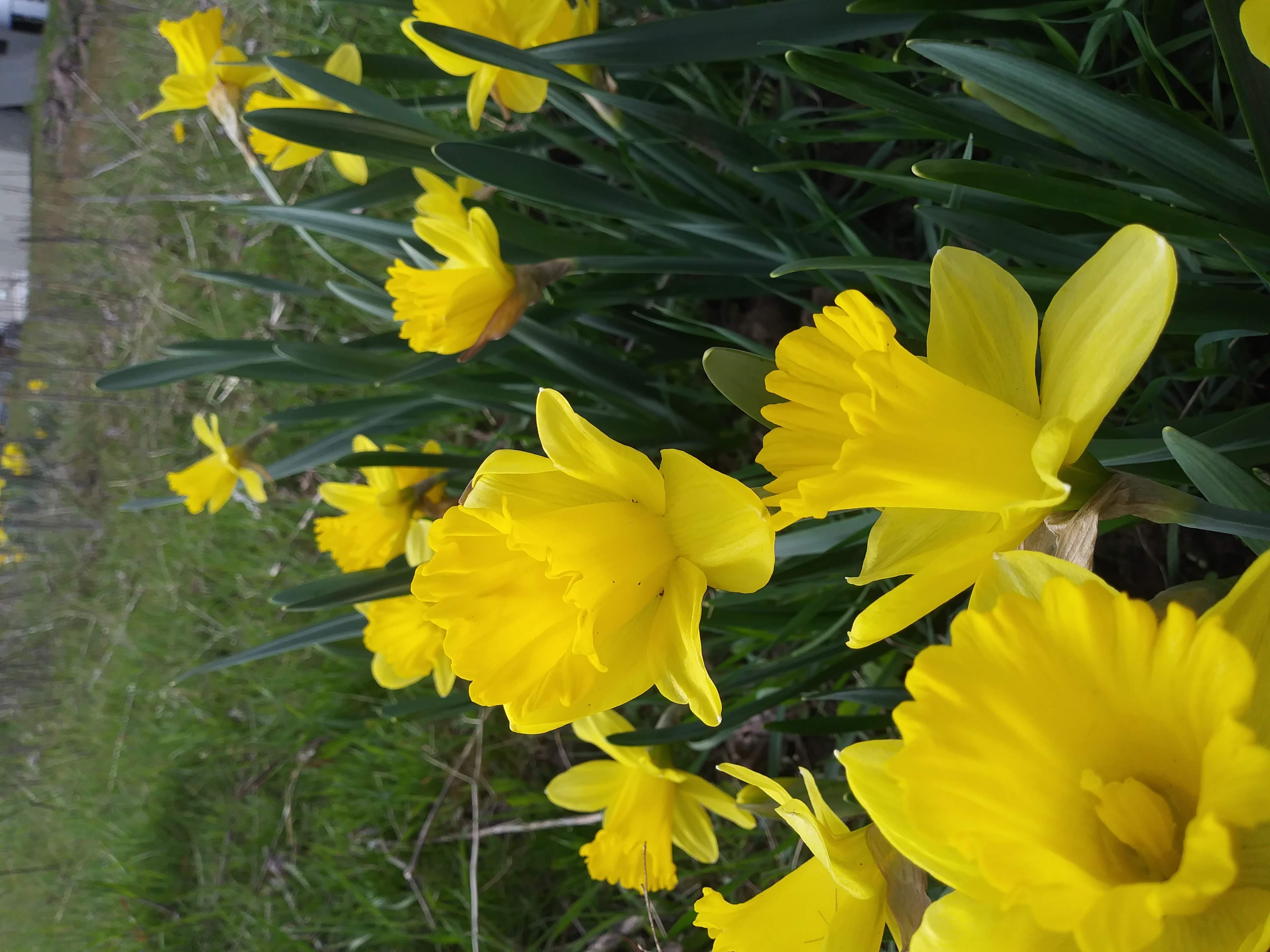 yellow daffodils close to left and green grass top part screen