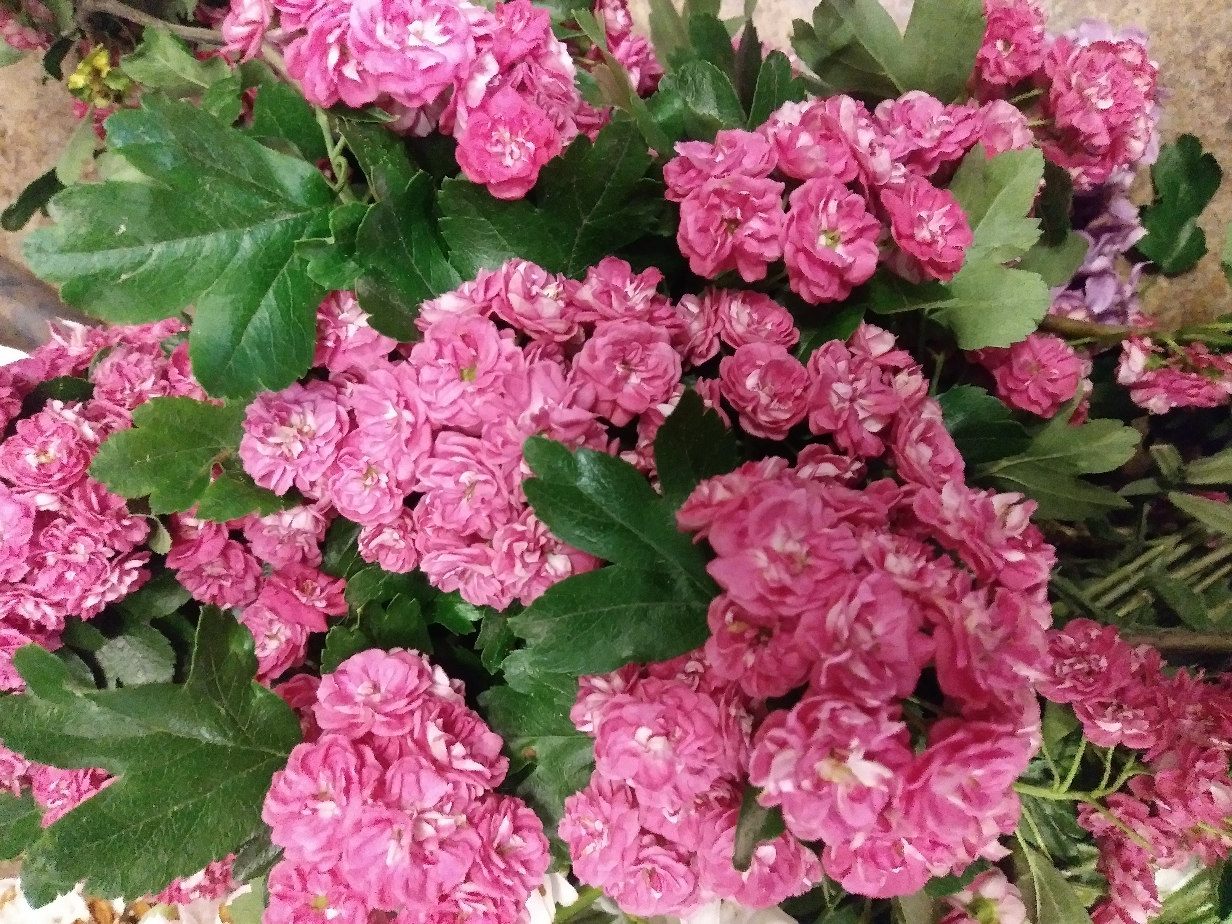 redish pink low hawthorne with many pedals about 3 big leaves poking out