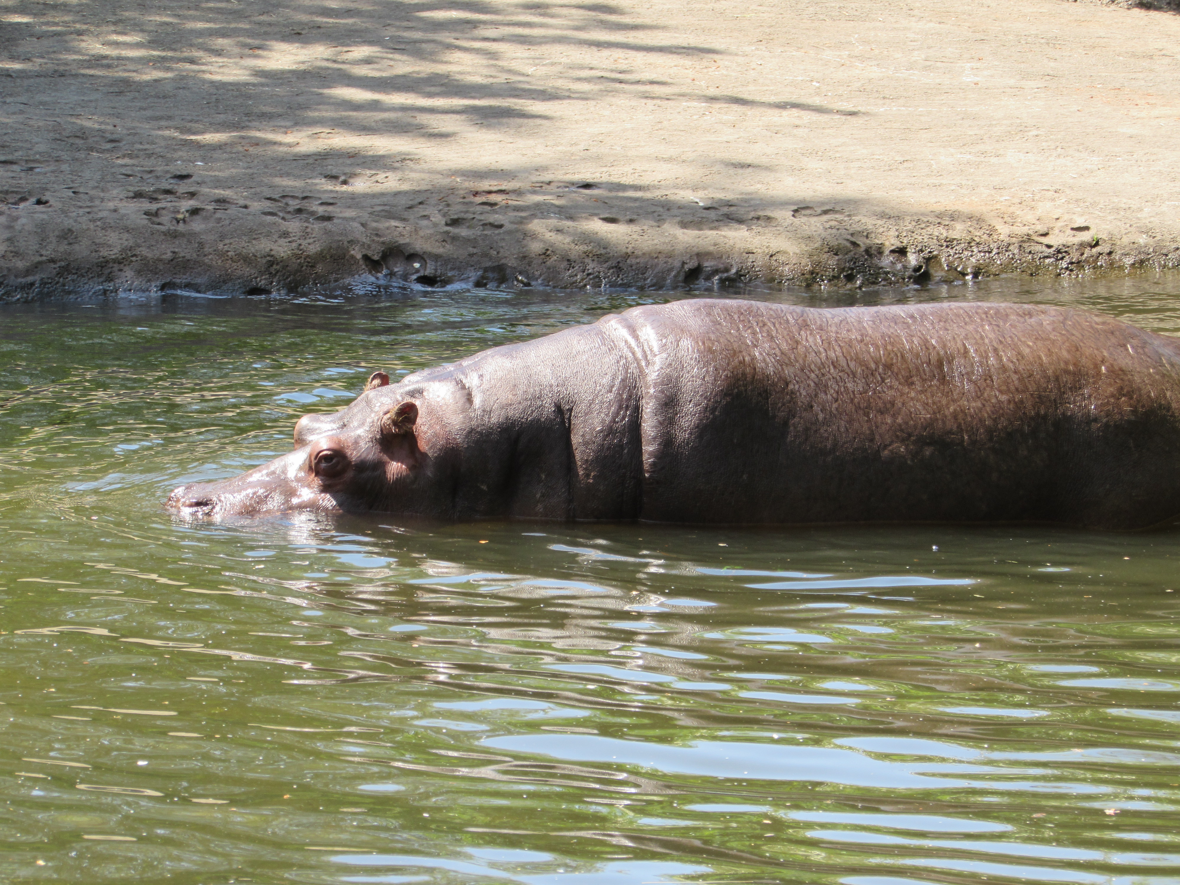 hippo in water