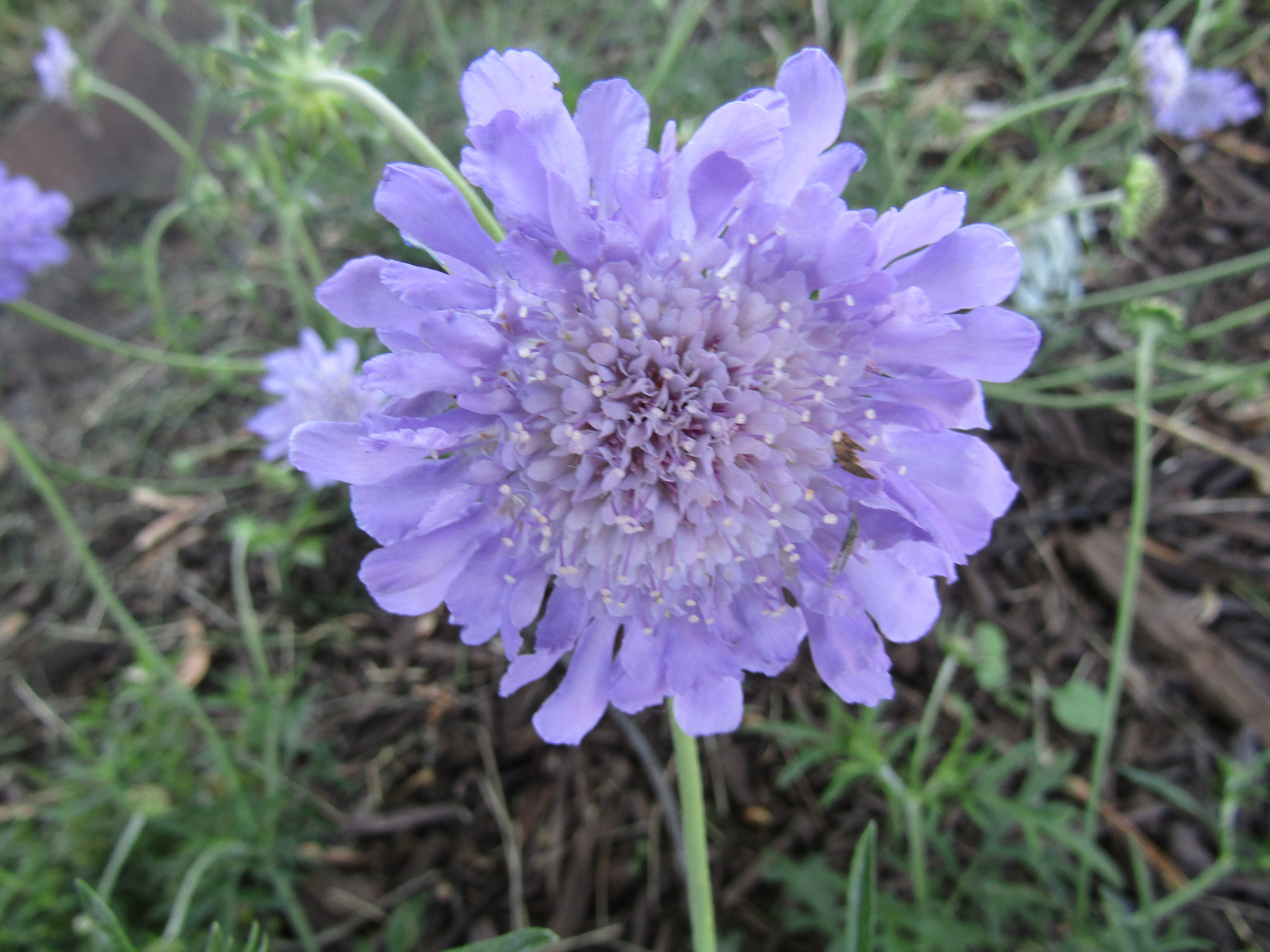 single light purple pincushin center of image light grass in background